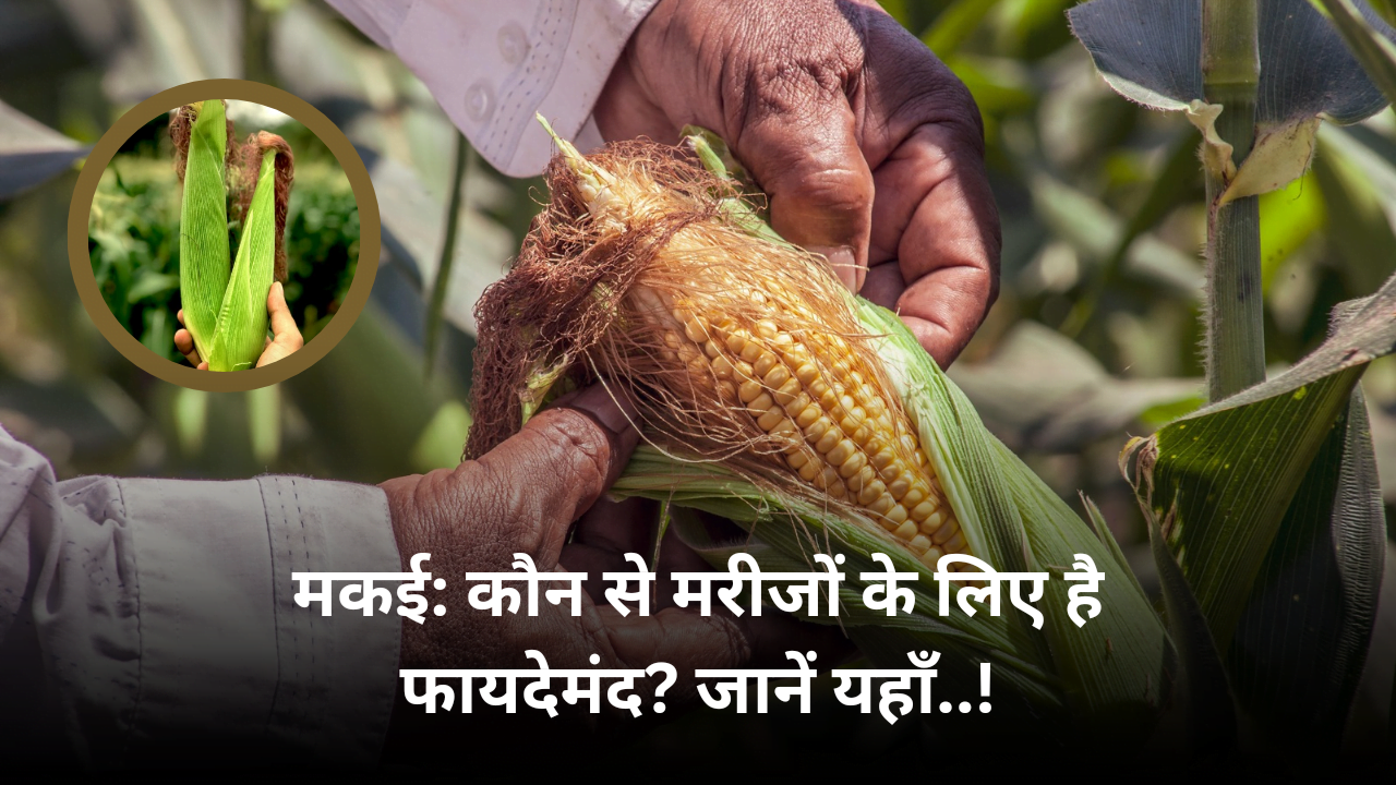 मकई: कौन से मरीजों के लिए फायदेमंद? जानें यहाँ..!